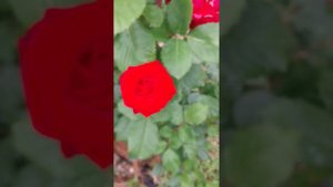 73 бутона на одной ветке у розы