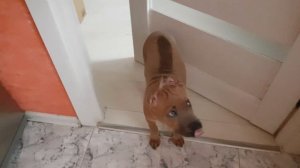 Дрессировка щенка тайского риджбека во время кормления