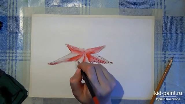 Рисуем поэтапно для начинающих морскую звезду смотреть онлайн