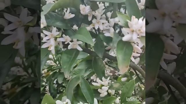 Мандариновый сад, май, Абхазия! смотреть онлайн