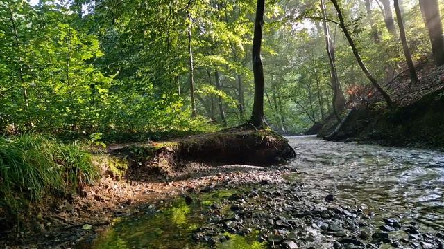Успокойте нервы, расслабьтесь и отдохните под звук ручья в лесу утром. Расслабляющие звуки природы. смотреть онлайн