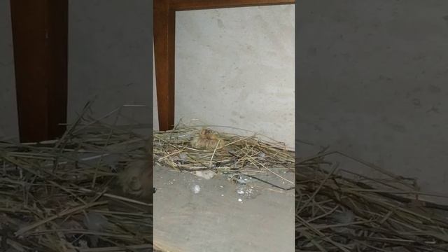 Птенцы голубей в гнезде на балконе смотреть онлайн