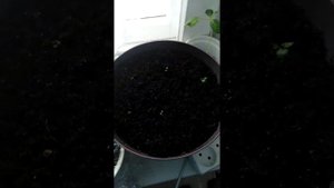Белый клематис Звездочет из семян