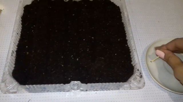 Сею Катарантус (Винка) / как чувствуют себя всходы бегонии после пересадки на грунт. смотреть онлайн