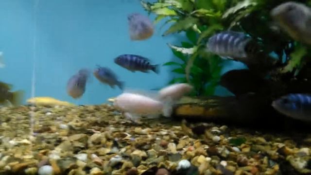 Африканская цихлида белый принц снежинка долгожданный нерест смотреть онлайн