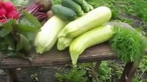 Урожай из гибридных семян// Секреты хороших урожаев