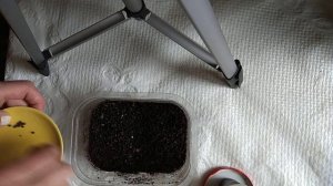 Посев семян молочая беложилкового