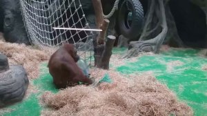 Обезьяны в Московском зоопарке