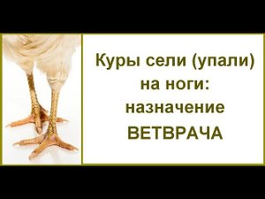 Почему у кур (цыплят, бройлеров) отказывают ноги// Что делать, как лечить