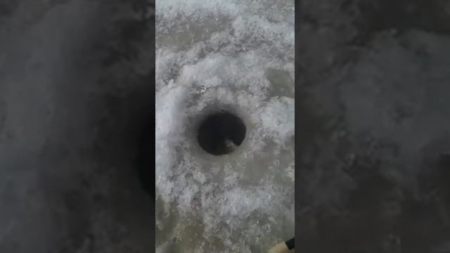 Клёво, круто! Зимняя рыбалка в Атырау на реке Урал. Вот так! смотреть онлайн