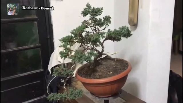 Laura Forcat - Juniperus procumbens nana смотреть онлайн