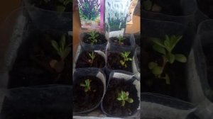 Лаванда из семян"Услада" и "Тристан и Изольда"