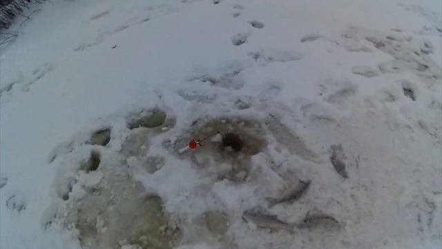 Первая рыбалка на Еты-Пуре в 2021 году смотреть онлайн