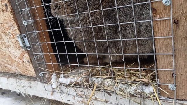 Небольшой обзор кроликов. Как привести крольчиху в охоту. Почему не кроются крольчихи. смотреть онлайн