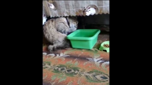 Жажда (Кружку дать?) смотреть онлайн