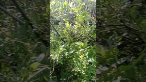 охота на дикого кабана без ружья и собак