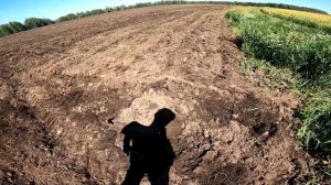Трактор т-150к с плоскорезом. Пашем пары. Сезон 2023)копаем металлолом по новому)