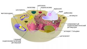 Особенности строения  и функций органоидов в клетке, Аблаева Н Н