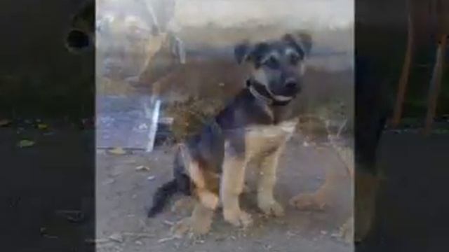 Как растет восточно-европейская овчарка, по кличке ЛОРД. смотреть онлайн