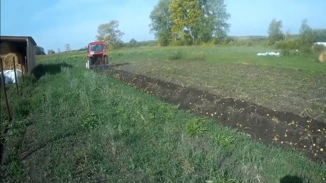 Косим ботву, копаем картошку после 2,5 месяцев засухи. смотреть онлайн