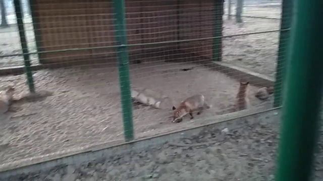 Усадьба Деда Мороза в Беловежской пуще. смотреть онлайн