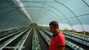 ТЕПЛИЦЫ АДЫГЕИ-КЛУБНИКА/МАЛООБЪЁМНАЯ ТЕХНОЛОГИЯ/КЛУБНИКА НА БУГРАХ.