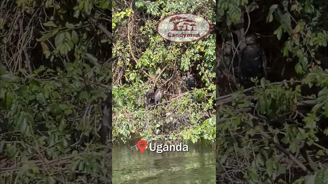 African birds, Nile river