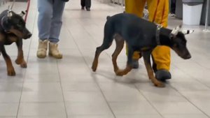 Щенки добермана в магазине