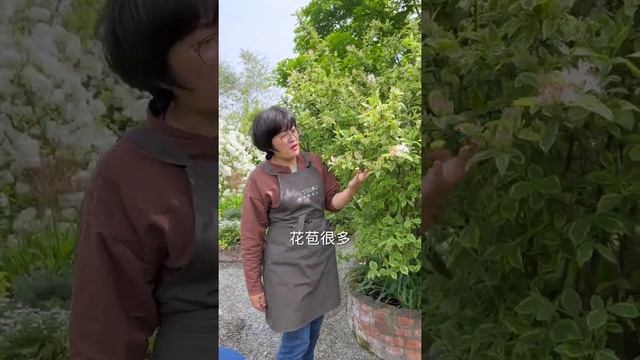 【海媽植物推薦35】花葉錦帶焦葉開白花，這樣養護能避免|Weigela florida 'Variegata' смотреть онлайн