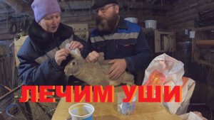 Лечим кроликов от ушного клеща.