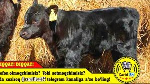 Aberdin Angus mollari haqida. Абердин Ангус моллари хакида.Angus mollari haqida. Ангус моллари