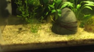 Homalomena sp. Sekadau Aquarium Plant