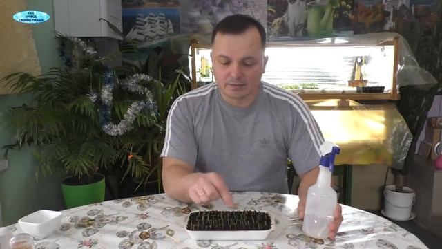 Проблема с выращиванием вербены? Смотрите это видео! смотреть онлайн