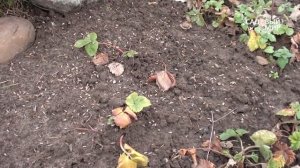 Подзимний посев эхинацеи и других цветов. Сайт "Садовый мир"