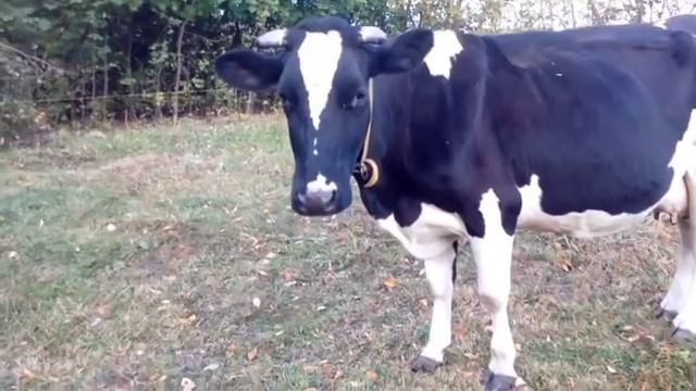 двухразовое доение коров итоги двух недель смотреть онлайн