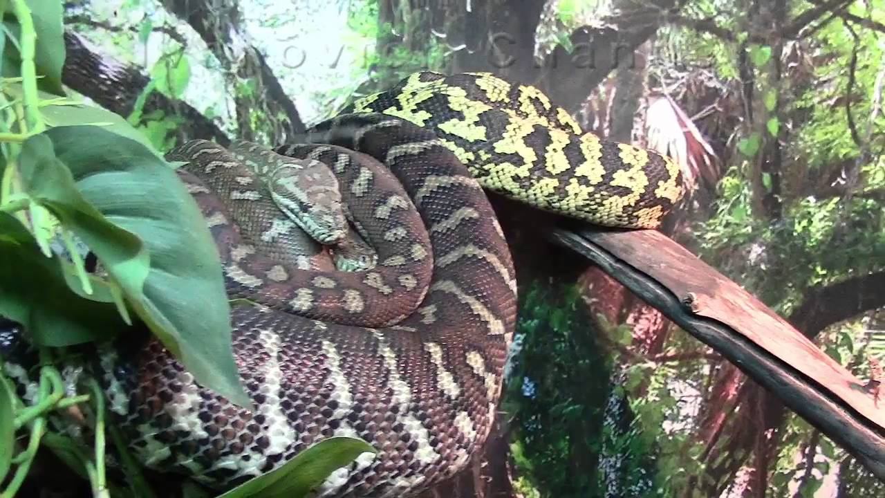 Ковровый Питон Чейна / Carpet Python