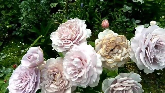 Роза флорибунда Novalis/сказочная роза от Кордес.