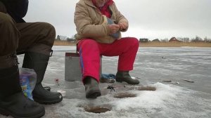 Зимняя рыбалка на р.Волхов #6. Бешенный клёв. Закрыли сезон зимней рыбалки в Ленинградской обл.