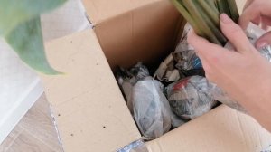 Распаковка посылки 24 хосты