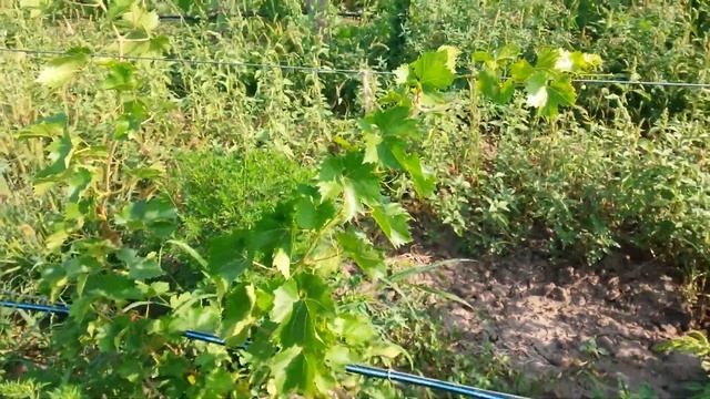 20160802 Виноград Бажена смотреть онлайн