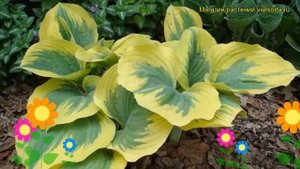 Хоста гибридная Айвори Кост. Краткий обзор, описание характеристик hosta hybrida Ivory Coast
