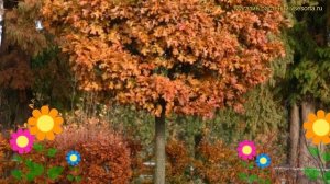 Дуб болотный на штамбе Грин Дварф. Краткий обзор, описание quercus palustris Green Dwarf