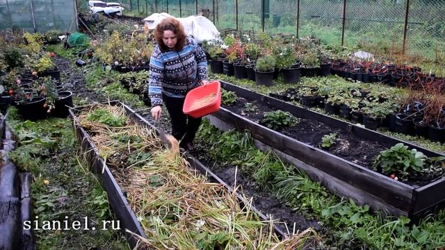 Теплые грядки и МЫШИ