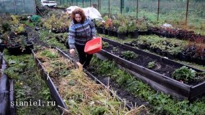 Теплые грядки и МЫШИ