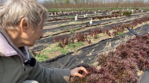 Пионы после зимы / Сад Ворошиловой