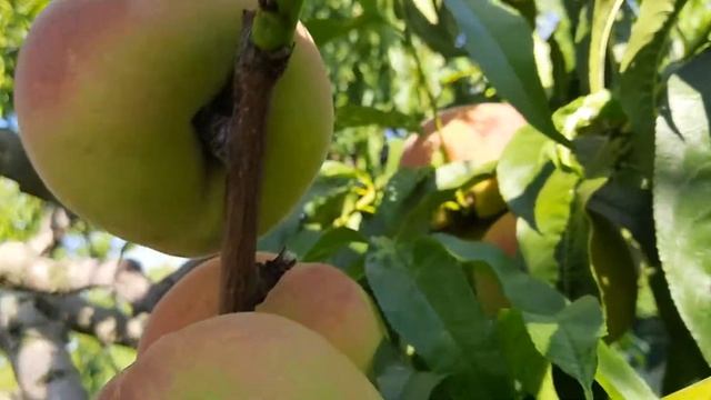 Персик Ветеран смотреть онлайн