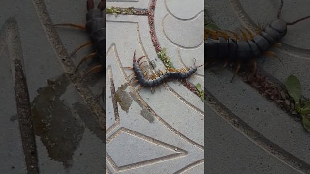 Убийство сколопендрии. Живучая / Scolopendra