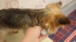 Игрушка для маленькой собачки