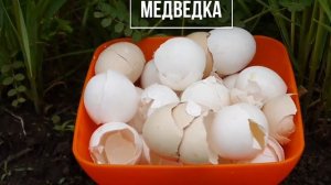 ВРЕДИТЕЛИ В САДУ И ОГОРОДЕ. КТО УНИЧТОЖАЕТ УРОЖАЙ НА ГРЯДКАХ.  ЭНЦИКЛОПЕДИЯ ДАЧНИКА