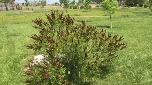 Аморфа кустарниковая. Растение для сада